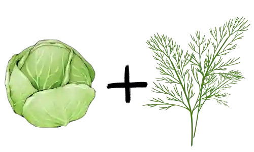 Kohl und Dill: Dill hält Kohlweißlinge fern, die oft Schäden an Kohlpflanzen verursachen.
