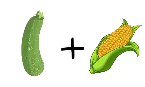 Zucchini und Mais: Der Mais bietet den Zucchinipflanzen Schutz vor zu viel Sonne, während die Zucchini den Boden feucht hält.
