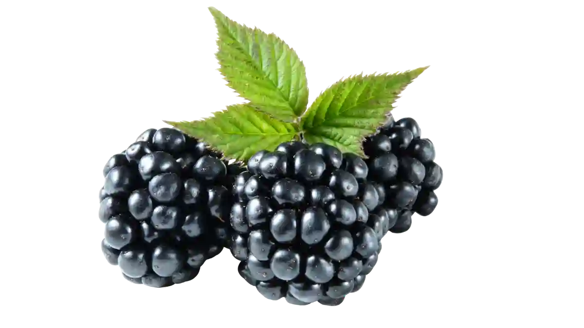 Brombeere anbauen: So gelingt die Ernte
