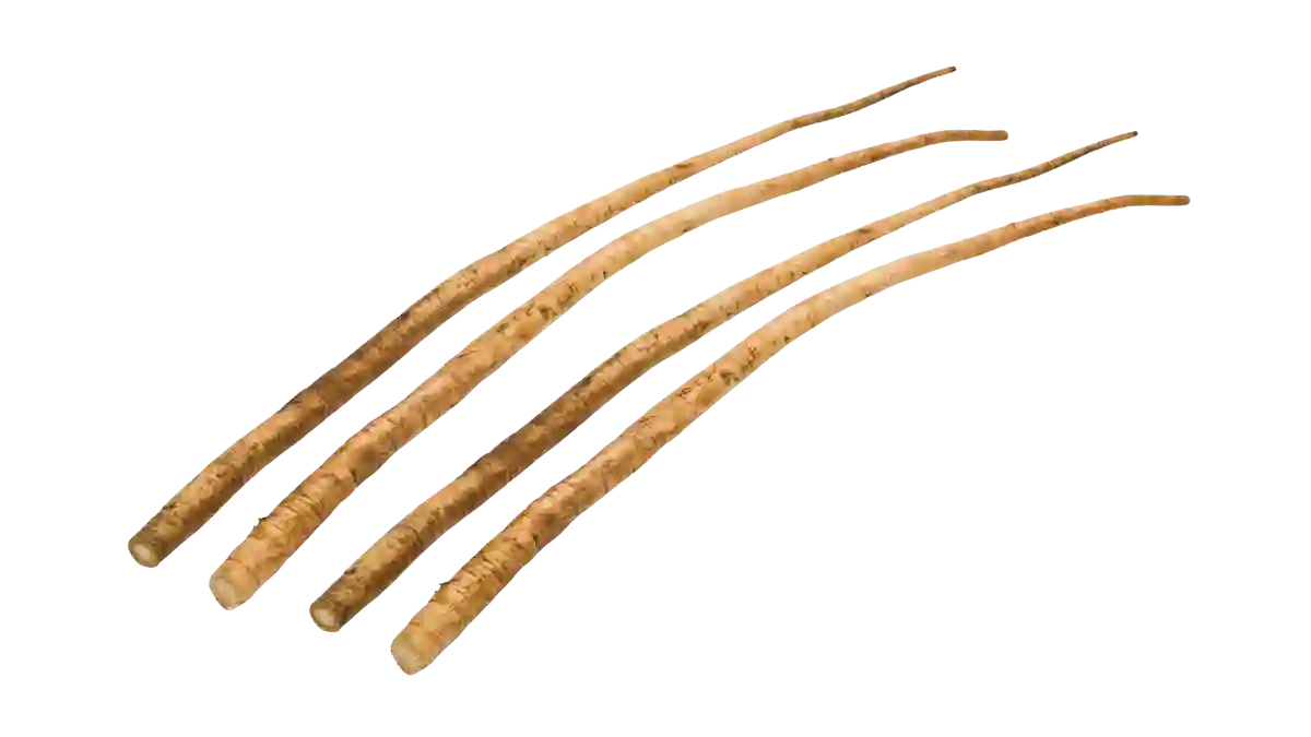Die Zuckerwurzel erfolgreich anbauen