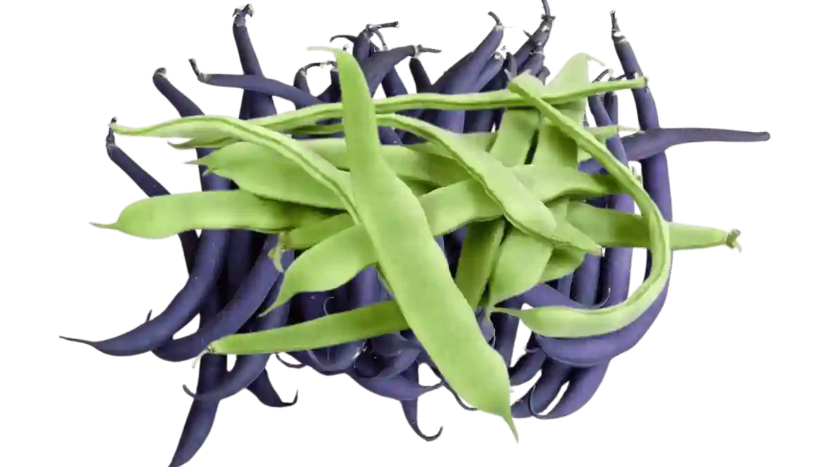 Buschbohne Illustration