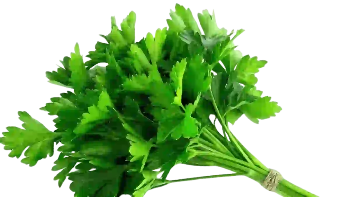 Petersilie