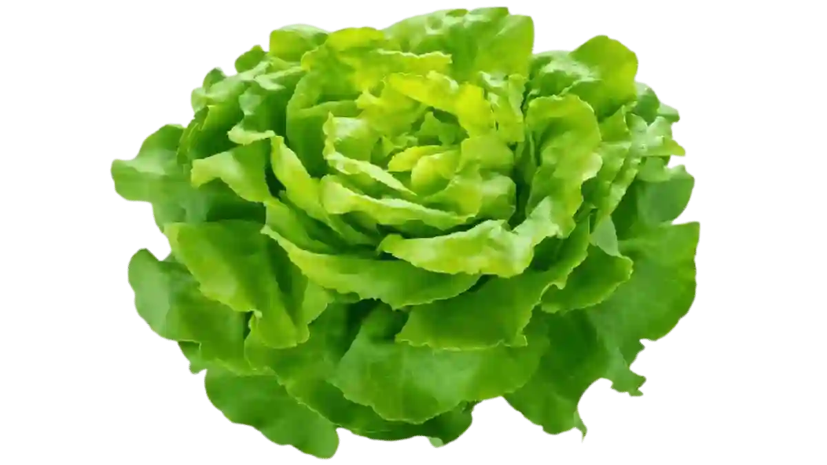 Salat